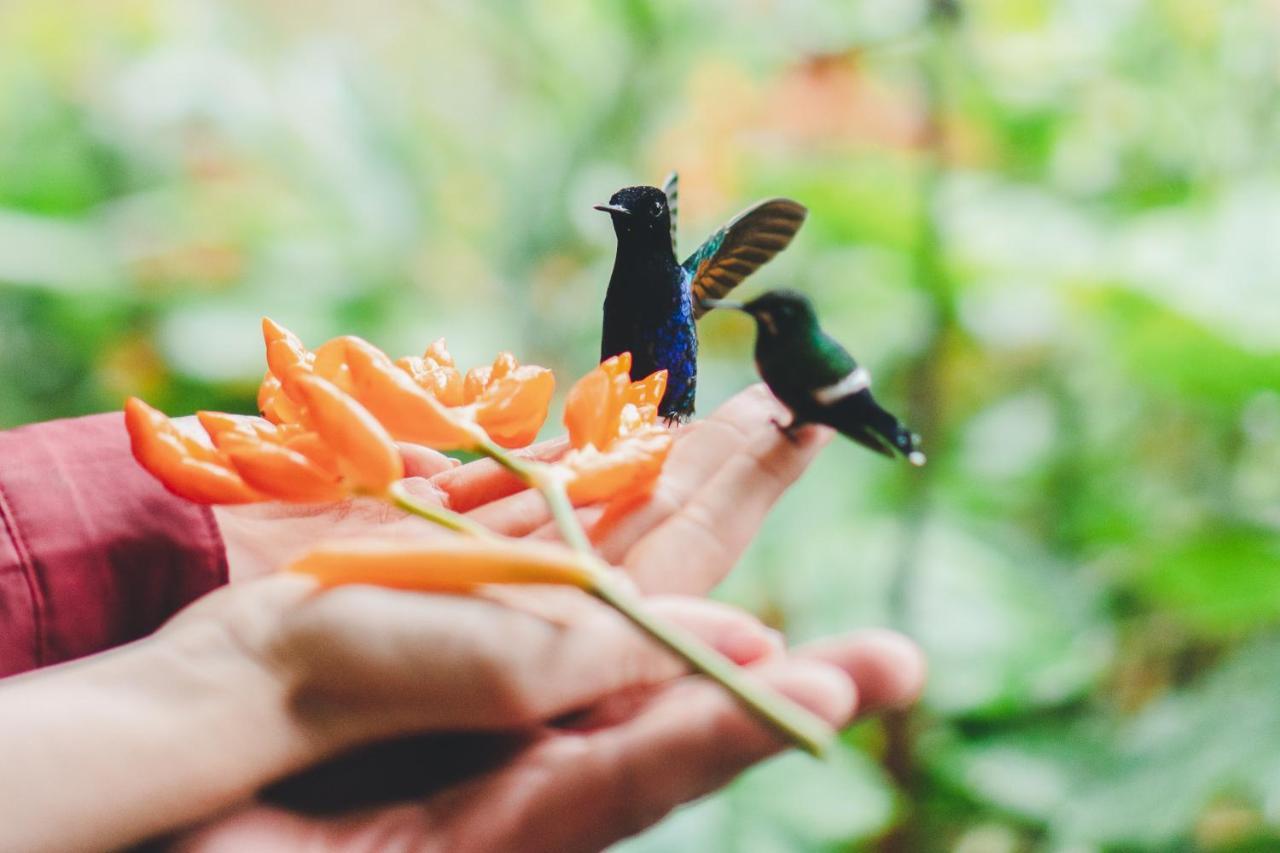 Piripe Wellness Lodge Pacto エクステリア 写真