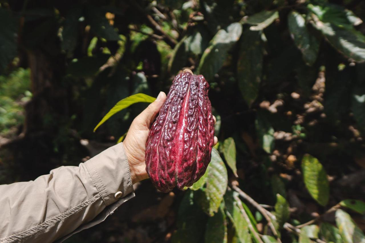 Piripe Wellness Lodge Pacto エクステリア 写真